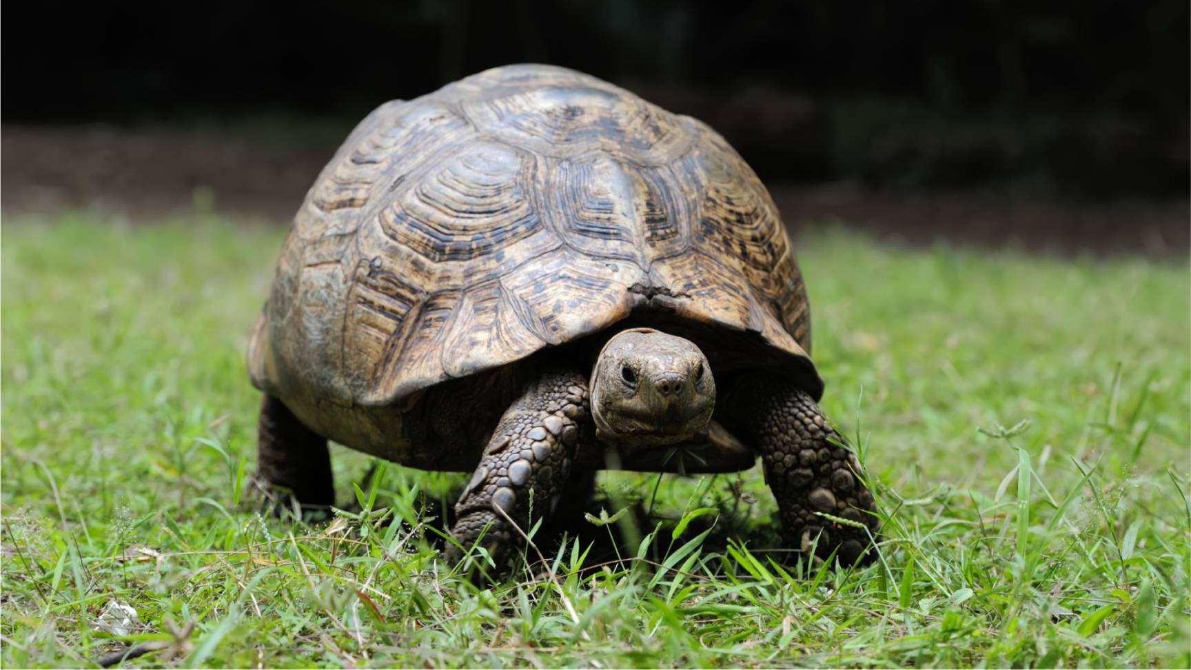 Lesson 30 - Tutrtle and tortoises